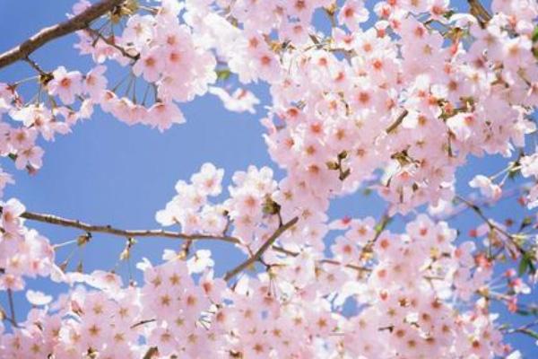2022东湖樱花园开了吗 武汉樱花什么时候开花