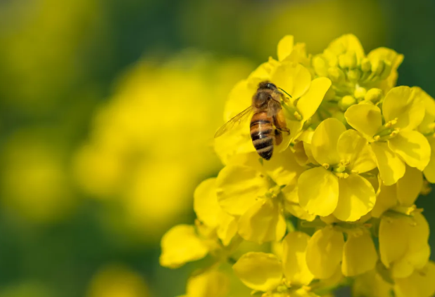 温州油菜花哪里好看?2022温州春季赏花去哪?附盛花期介绍