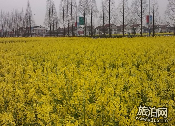 2022晋州油菜花赏花攻略 晋州油菜花什么时候开