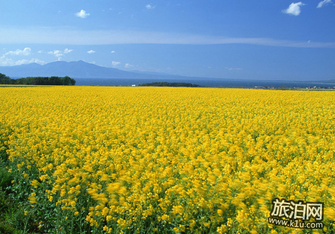 2022汉中油菜花节时间 附交通、门票信息