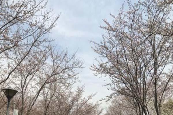 无锡金匮公园樱花开了吗2022 最佳观赏时间及地点