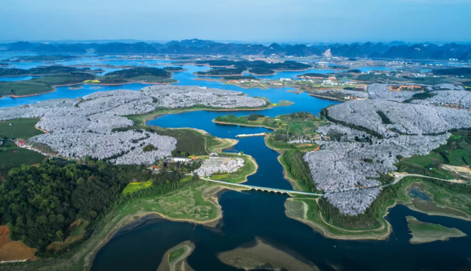 贵州樱花景点在哪里 贵州赏花景点有哪些地方