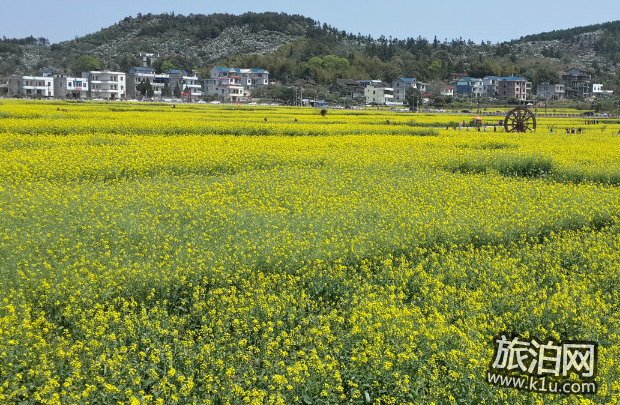 2022北京油菜花在哪里 北京油菜花什么时候开