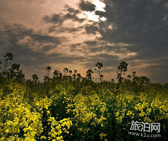 2022兴化油菜花几月开 怎么去兴化油菜花赏花