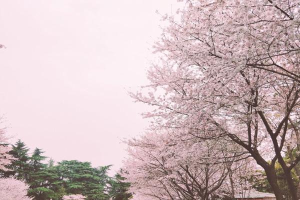 2022武大樱花什么时候凋谢 武汉大学四月份还有樱花吗