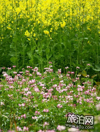 2022北京油菜花在哪里 北京油菜花什么时候开