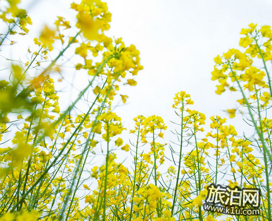 2022北京油菜花在哪里 北京油菜花什么时候开