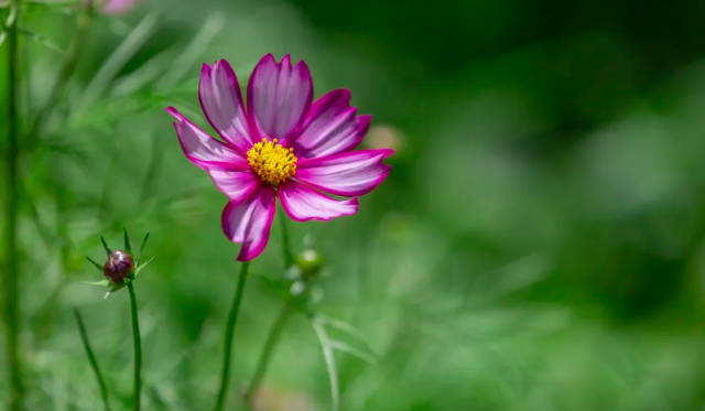 潍坊赏花的地方推荐 油菜花、樱花这些花都有得看哦