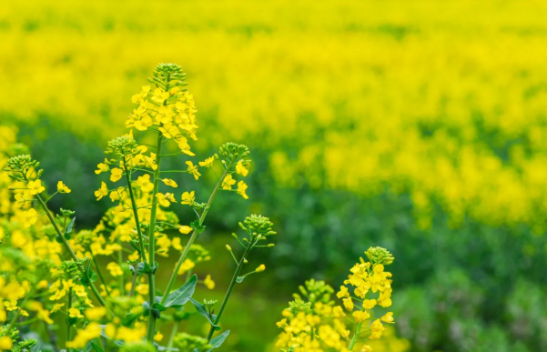 汉中油菜花节2022年时间地点及赏花指南