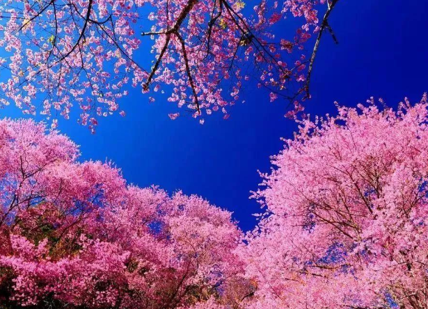 2022武大樱花什么时候凋谢 武汉大学四月份还有樱花吗