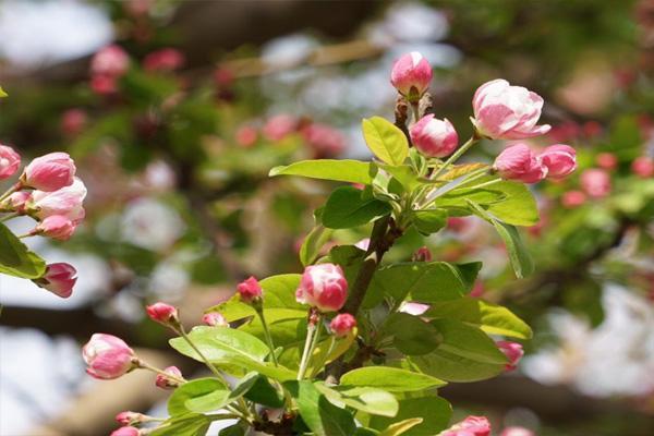 北京海棠花溪每年几月去最好 2022北京看海棠花的地方有哪些