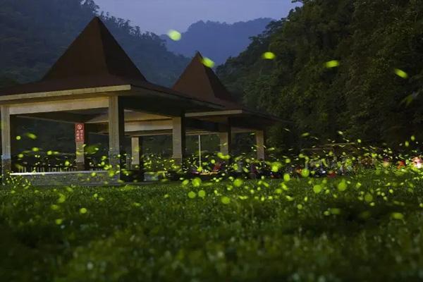 2022年天台山第三波萤火虫观赏时间