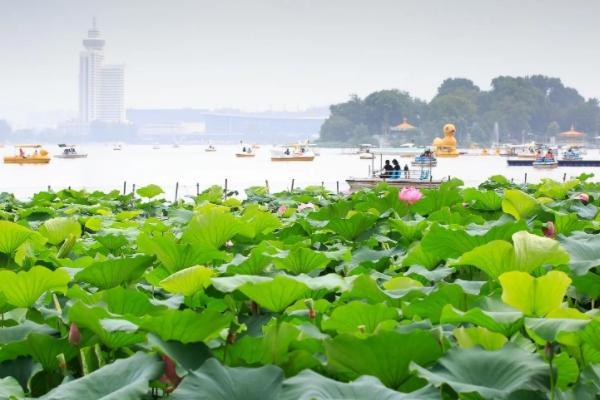 2022南京看荷花的景点有哪些