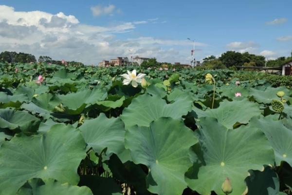 惠州看荷花的地方有哪些2022