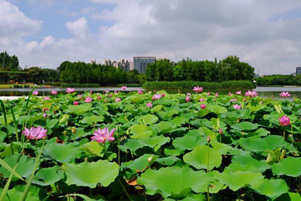 上海看荷花最好的地方2022