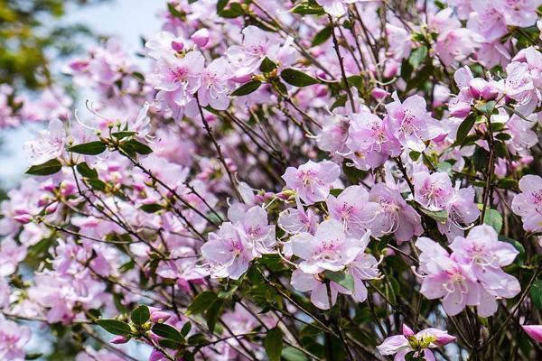 2022梧桐山杜鹃花什么时候开 梧桐山杜鹃花看花地点