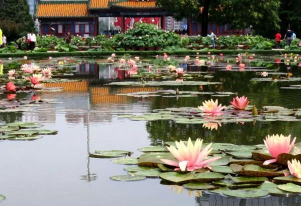 北京观赏睡莲最好的地点 哪些地方可以看到睡莲