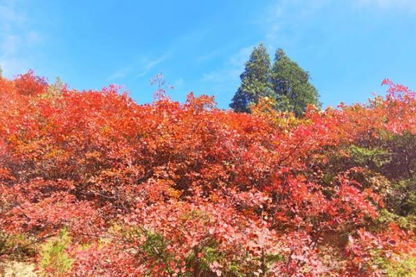 河南赏秋景最好的地方是哪里