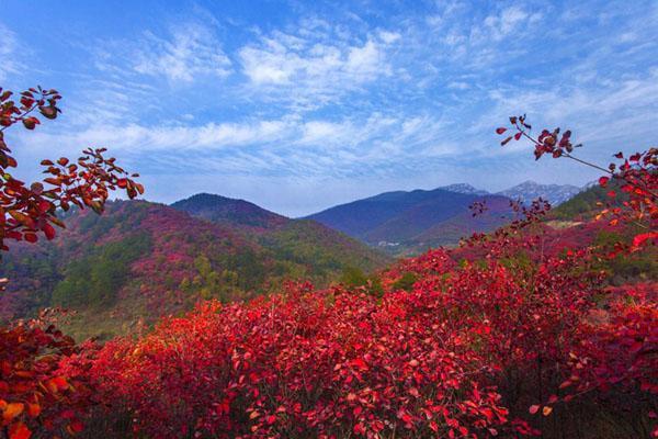 2022河南秋天看红叶旅游景点推荐 八大看红叶最好的地方