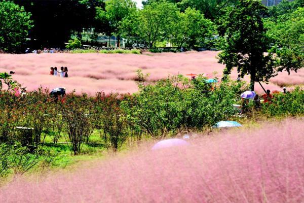 南宁园博园粉黛子花区在哪个位置