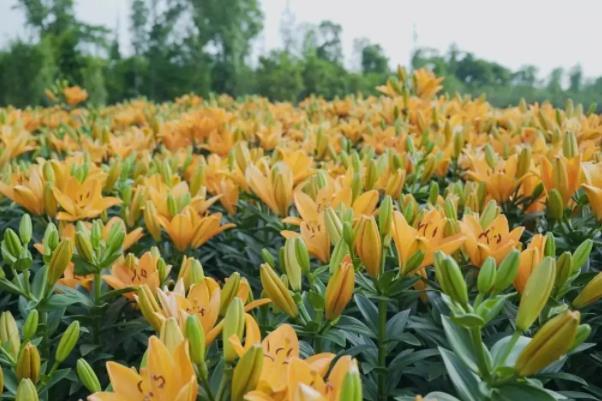 南京秋季赏花好去处 赏花的地方推荐