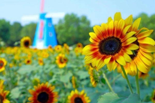 2022武汉东西湖郁金香主题公园向日葵花展时间及门票价格