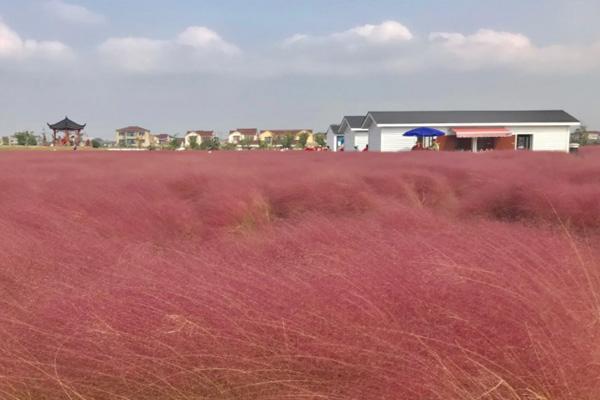 石岩陌上花公园粉黛草几月去最好