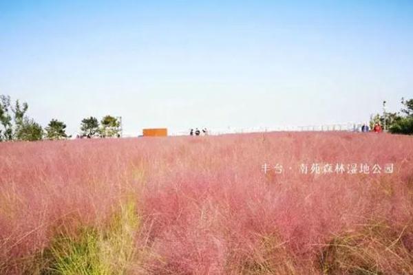 北京观赏粉黛乱子草在哪里