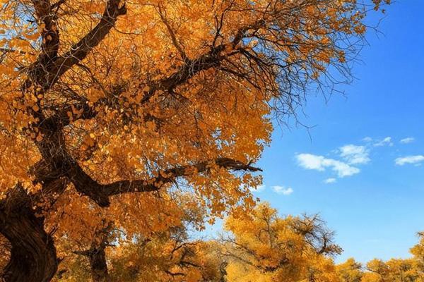 内蒙古秋天最美的地方有哪些