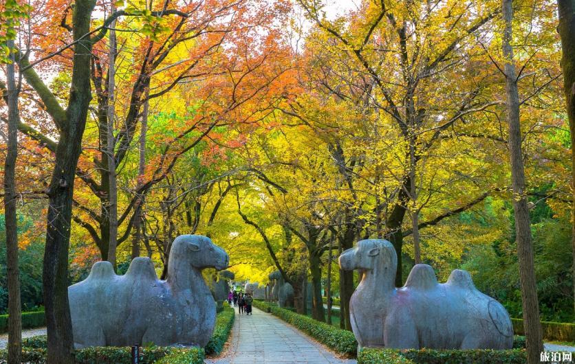 南京栖霞寺枫叶什么时候红 南京去哪里赏枫叶