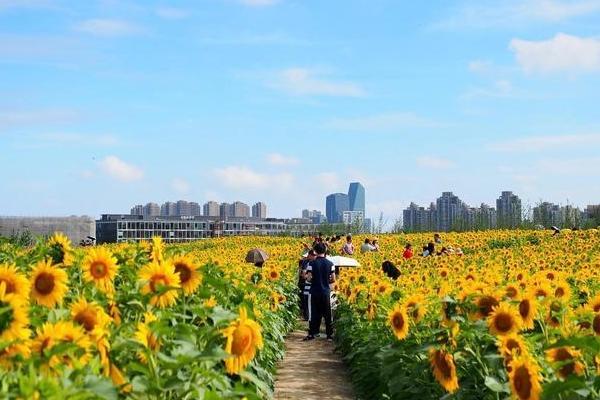 奉贤秋天好玩的地方 拍照打卡点推荐