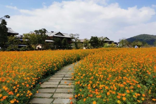 无锡秋季花海旅游景点有哪些