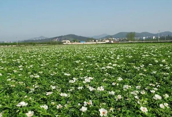 湖北秋季哪里有花海可以看