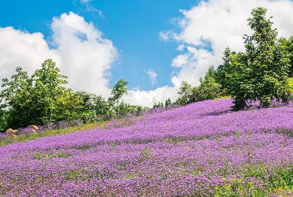 湖北秋季哪里有花海可以看