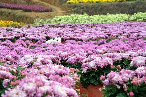 2022长沙市哪个景点的菊花最好看