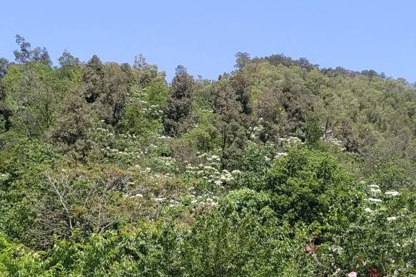 厦门天竺山游玩路线攻略