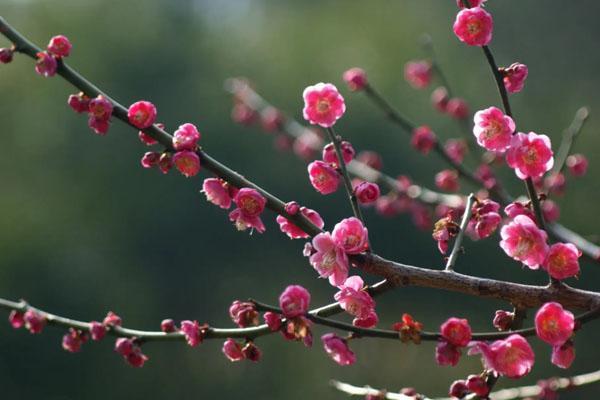 福州哪里梅花最美 赏梅花最佳的地方