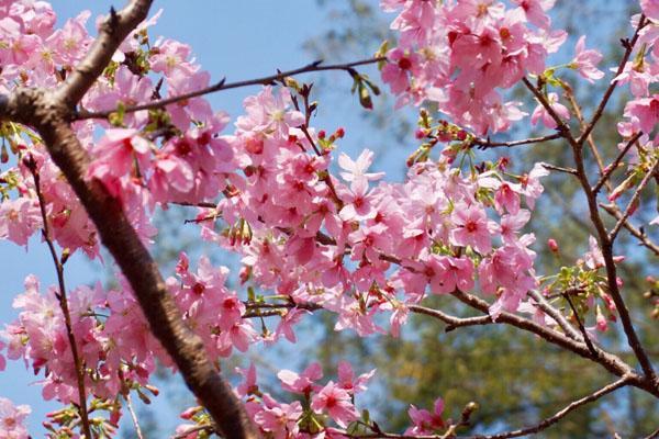 2023广州赏桃花的地方 广州哪里桃花最多漂亮