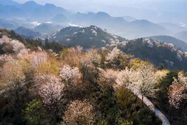 2023重庆看樱花最美的地方