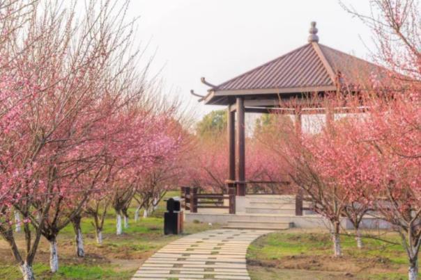 温州乐清看梅花的地方有哪些 去哪里最好
