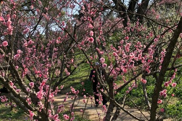 2023南京梅花山今年梅花最佳观赏时间