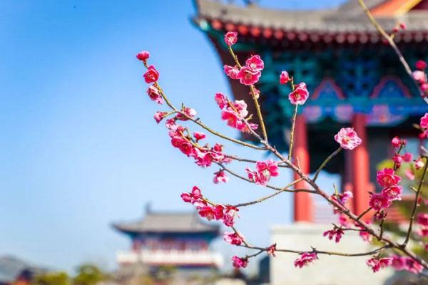 2023郑州哪里可以看梅花 最美观赏地点推荐