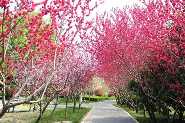 2023郑州哪里可以看梅花 最美观赏地点推荐