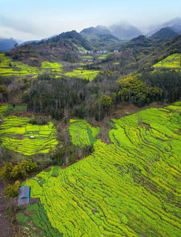 乐山市早春赏花路线推荐2023