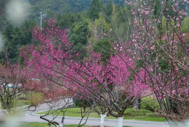 赣州春季适合去哪游玩