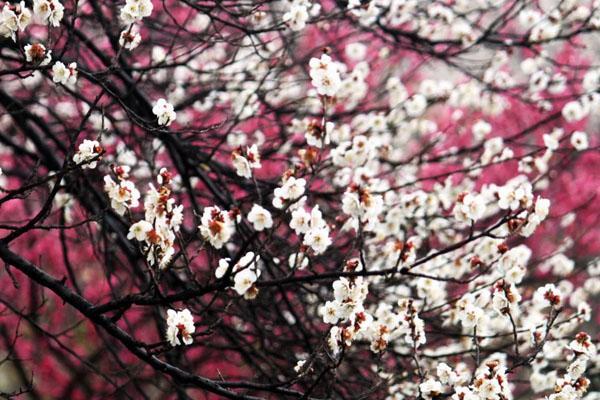 春季绵阳赏花景点介绍 最美观赏地推荐