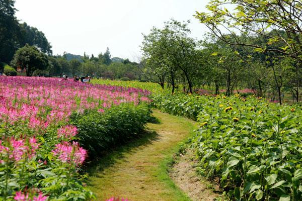 2023长沙春天看花的地方 附赏花攻略