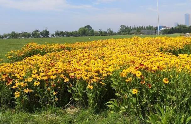 青岛踏青赏花好去处 春游去哪里