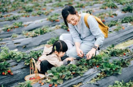 三百山镇春季旅游有哪些好玩的地方？这份踏春、赏花、摘草莓等好去处推荐