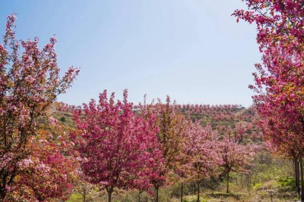 湖北随州春季赏花景点有哪些